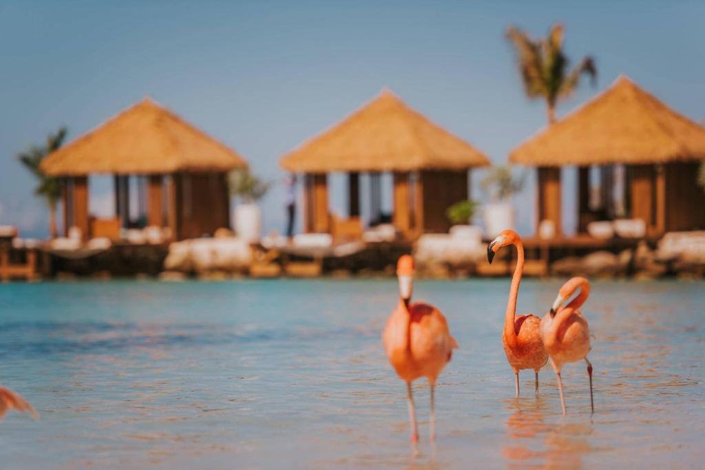 Flamingos wading at Aruba beach with cabanas behind